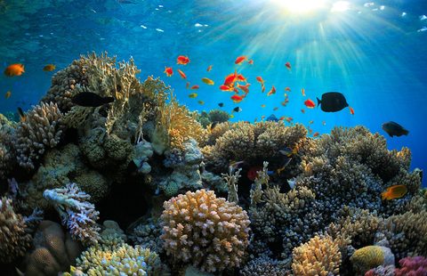 Coral and reef fish at the Japanese Gardens dive site, Aqaba