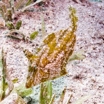 The Cedar Pride wreck in Aqaba Marine Park