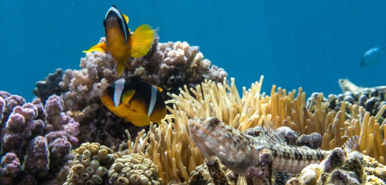 Coral reef at South Beach in Aqaba Marine Park