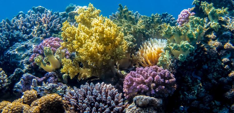 Soft coral at the Japanese Gardens dive site in Aqaba