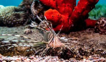 A lionfish drifting above the reef at South Beach, Aqaba