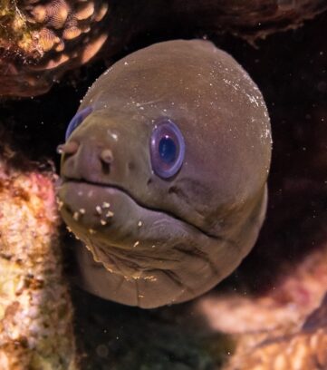 A moray eel sheltering in the coral at South Beach, Aqaba