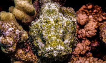 A well-camouflaged scorpionfish on the reef at South Beach, Aqaba