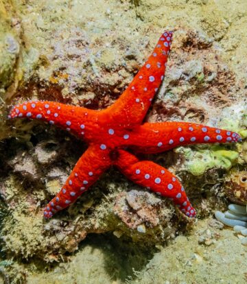 A starfish on the reef at South Beach, Aqaba